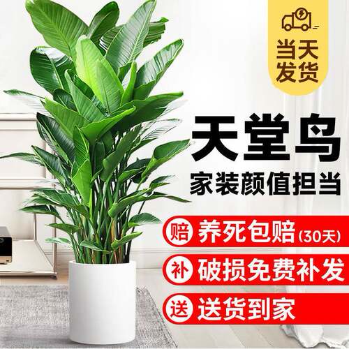 天堂鸟客厅绿植盆栽室内旺宅大型办公室网红植物好养活花卉鹤望兰