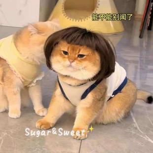 猫咪假发波波头齐刘海金三柜同款头套狗狗抖音网红发饰银发金渐层