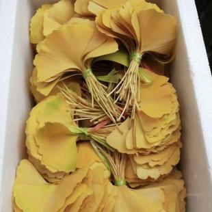 银杏叶真树叶黄色超大杏树叶真空落叶干花标本DIY永生杏叶做花束