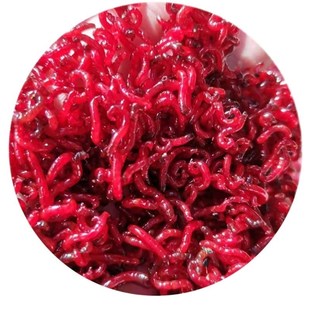 鲜活红虫活饵黑头公虫钓鱼特大号拉饵血虫蚯蚓哥陈建华鱼饵