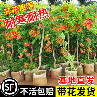 凌霄花爬藤大苗庭院耐寒t四季花卉植物室外老桩树苗盆栽阳台炮仗