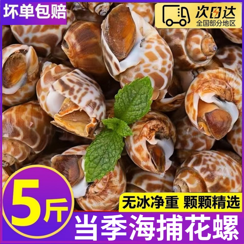 花螺鲜活新鲜海螺特大号海鲜水产鲜活鲜冻冷冻东风螺特大花螺贝类
