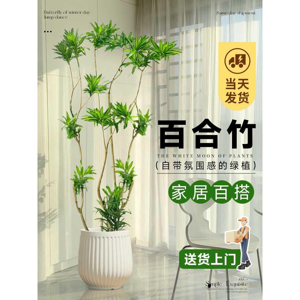 百合竹客厅绿植金边百合竹真绿植盆栽老桩造型室内轻奢大型植物祿