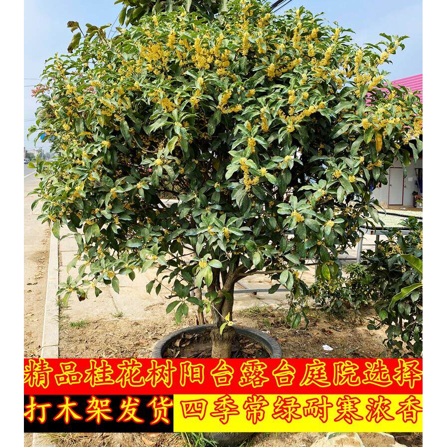 精品嫁接桂花盆栽盆景地栽桂花树苗四季金桂丹桂阳台庭院浓香型