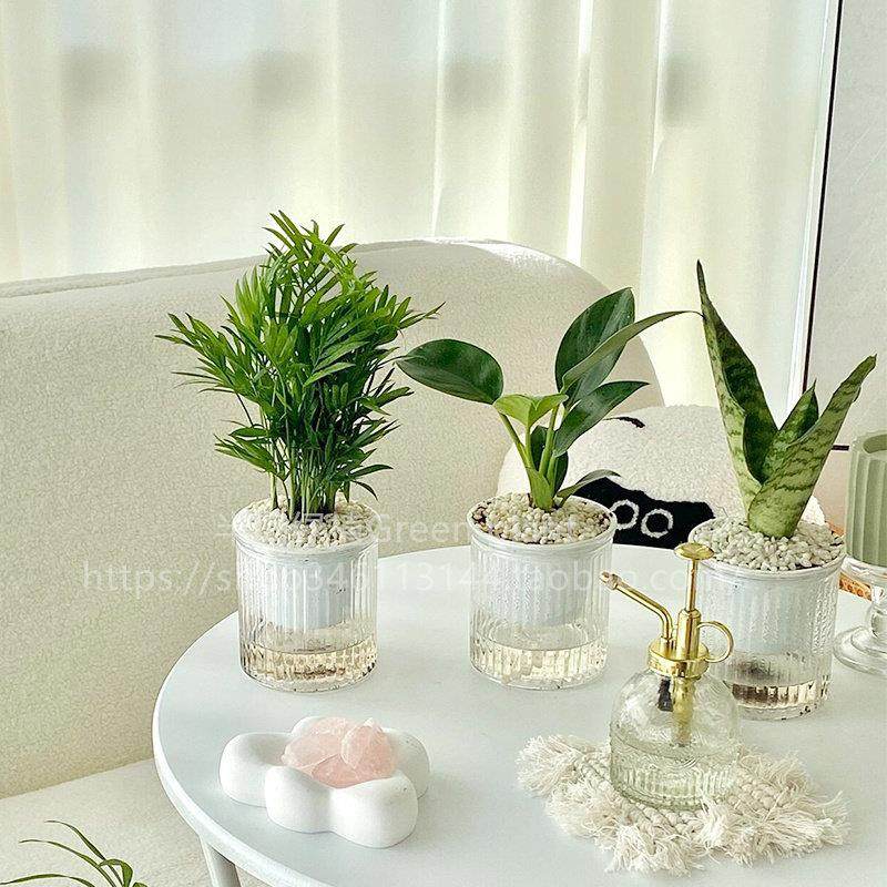 发财树小盆栽水培植物办公室内桌面袖珍椰子绿植客厅四季常青好养,鲜花速递/花卉仿真/绿植园艺,绿植,淘宝优惠券,粉丝福利购,淘宝优惠卷