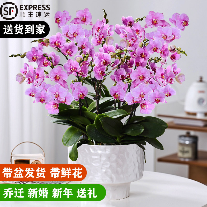 百花晓蝴蝶兰大盆栽带10花剑送礼带花苞客厅乔迁送礼四季好养花卉