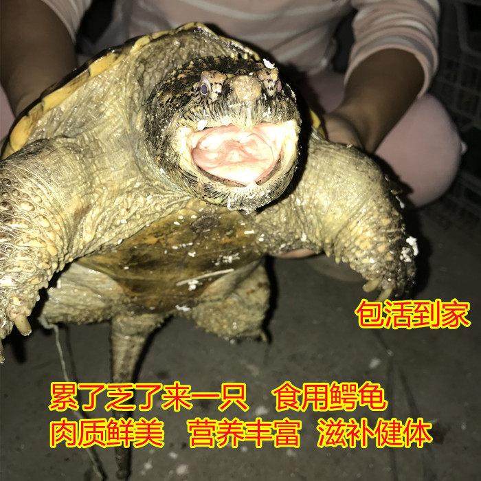 1斤-30斤北美杂佛小鳄龟肉龟宠物食用鳄龟乌龟活体水龟鳄龟大鳄龟,宠物/宠物食品及用品,龟/鳖,淘宝优惠券,粉丝福利购,淘宝优惠卷