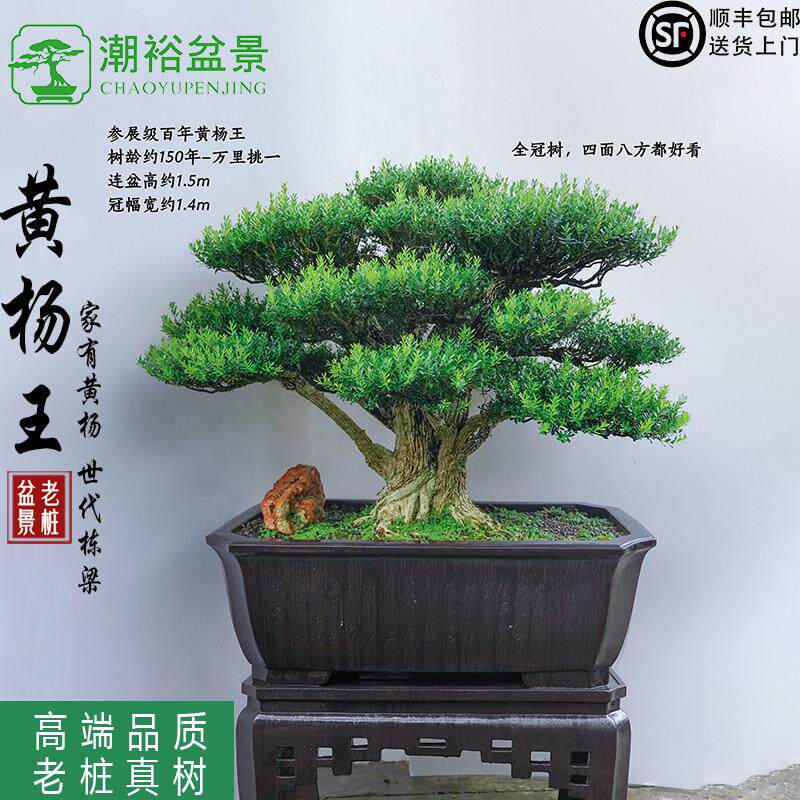 黄杨盆景老桩独杆米叶矮霸名贵树苗好养大叶精品大树庭院造型树
