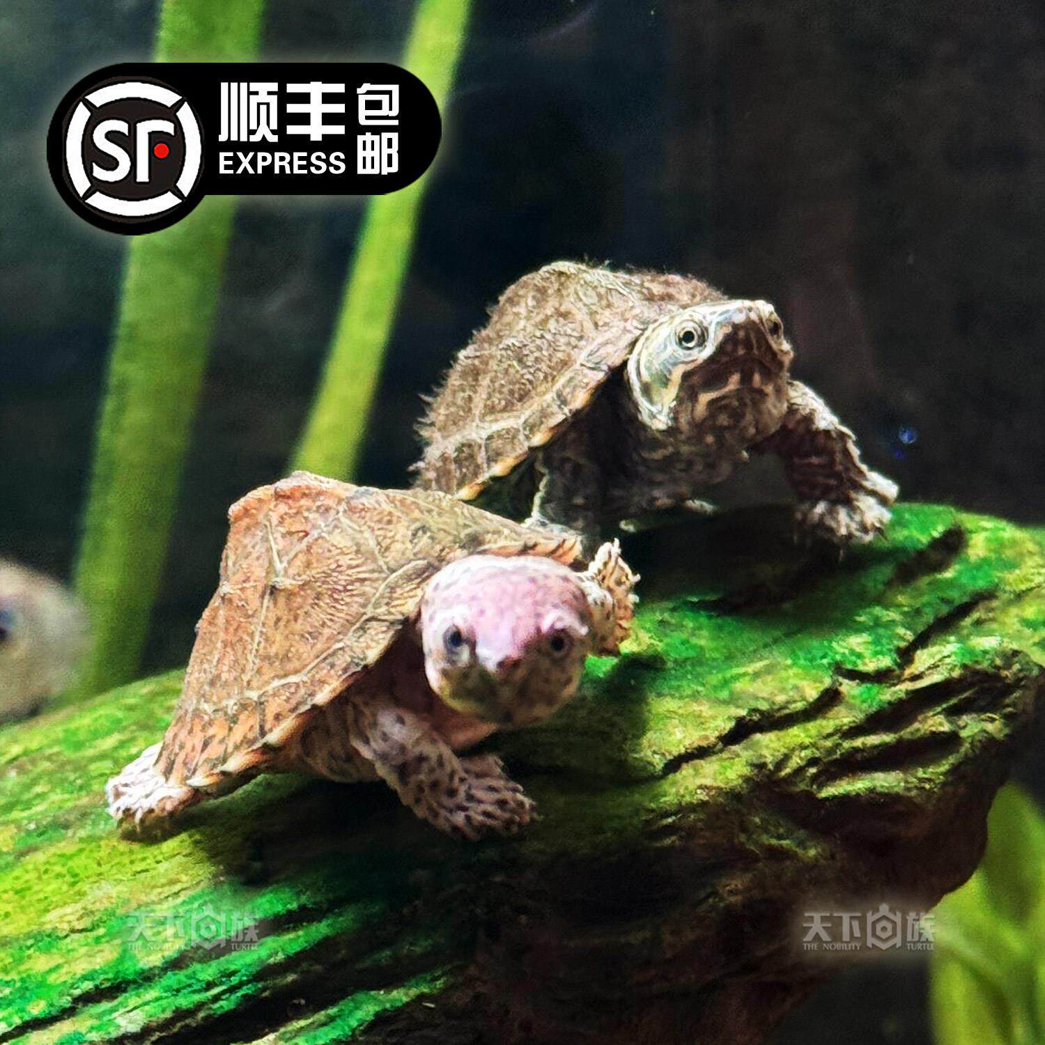 麝香蛋龟苗成体乌龟活物头盔龟观赏宠物剃刀龟网红种公母亚成迷你