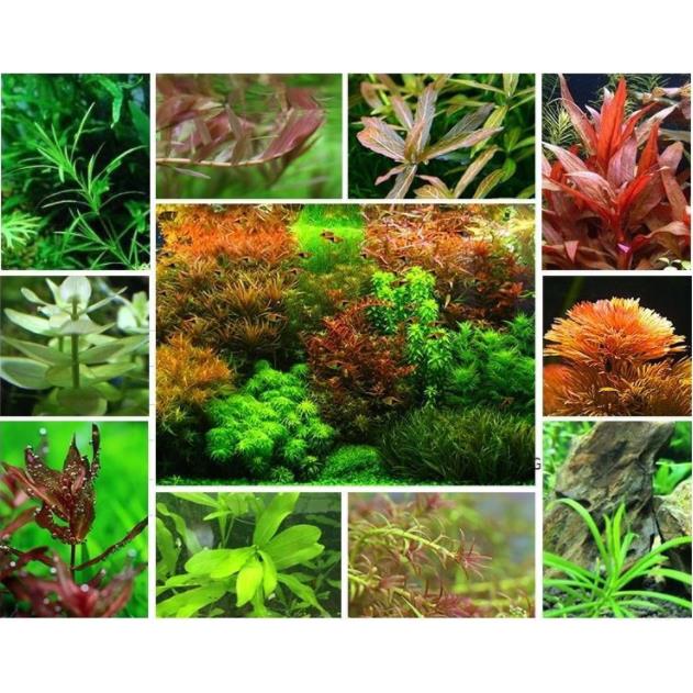 爬地珍珠鱼缸水族箱造景活体水草淡水无土植物后景草真水草绿菊