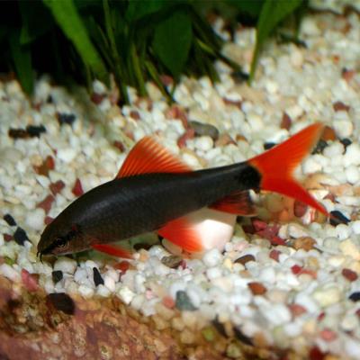 粉红鲨彩虹鲨红尾黑鲨鱼小型鱼热带鱼观赏鱼活体热带鱼活体淡水鱼