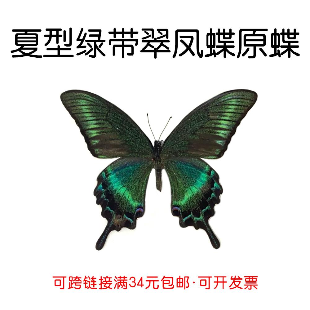 真蝴蝶原蝶夏型绿带翠凤蝶未展翅标本制作diy手工材料A1/A-品质