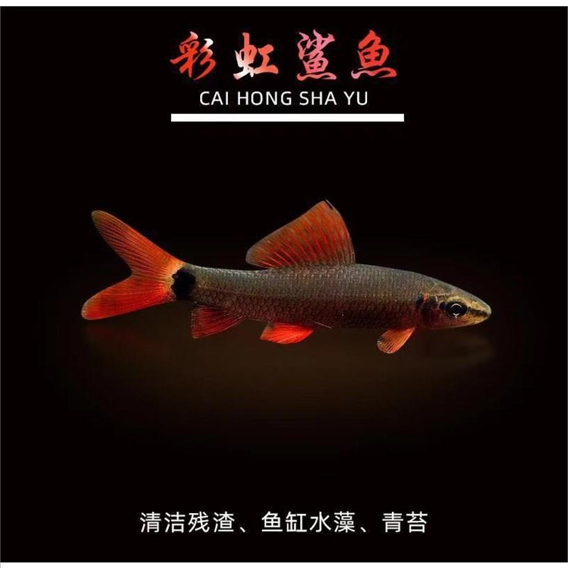 彩虹鲨鱼红尾黑鲨粉红鲨银鲨鱼吃屎鱼工具鱼热带观赏鱼活体淡水鱼