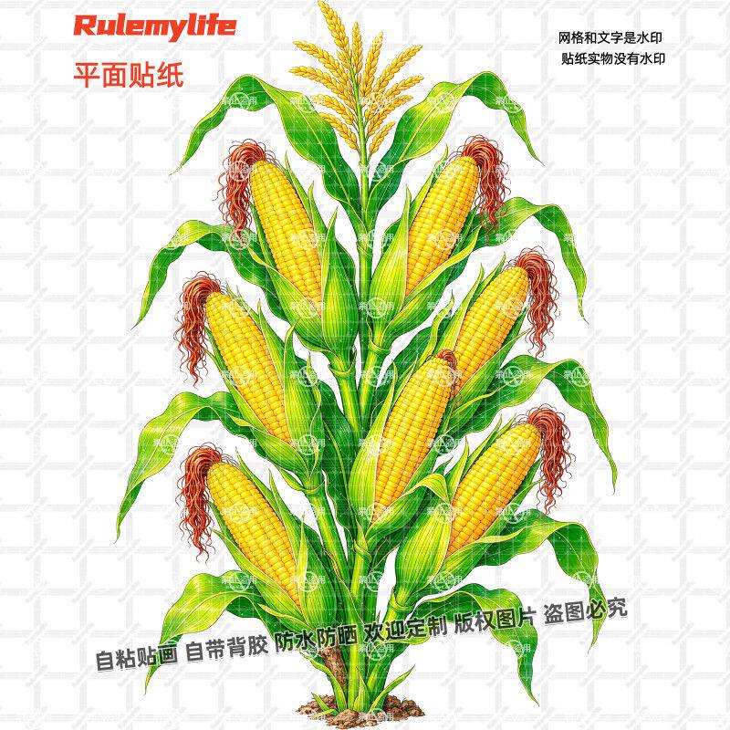 爆款玉米蔬菜玉米穗贴纸自粘贴画