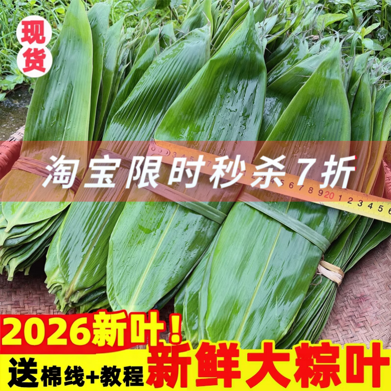野生粽叶新鲜大号粽子叶批发特大