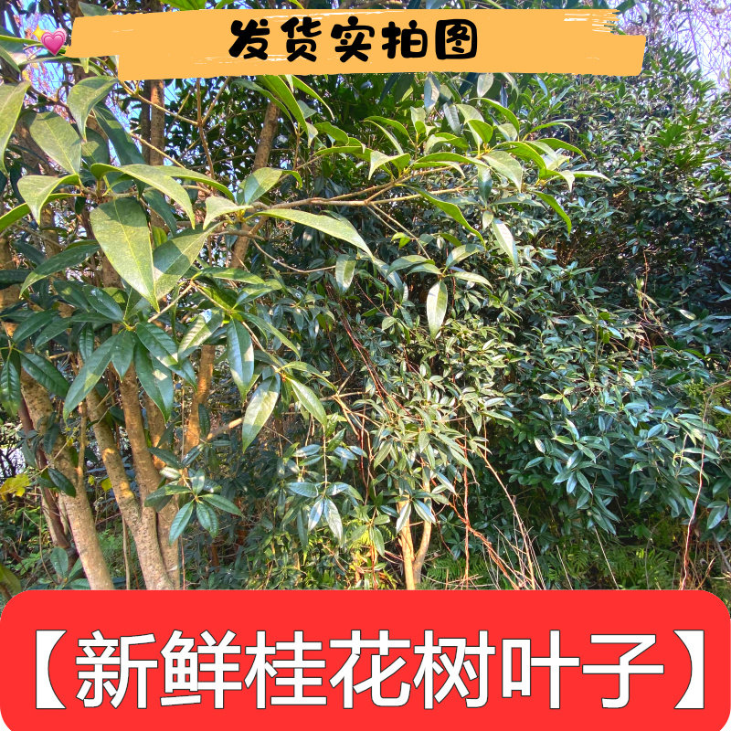 四川新鲜桂花树叶子树皮