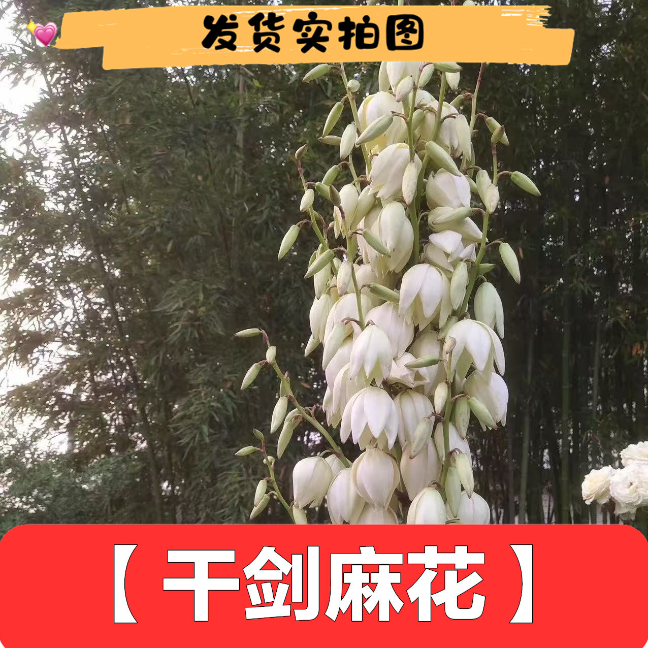 白剑麻干花包邮叶片500克菠萝麻花采摘干品泡茶泡酒野外绿色植物