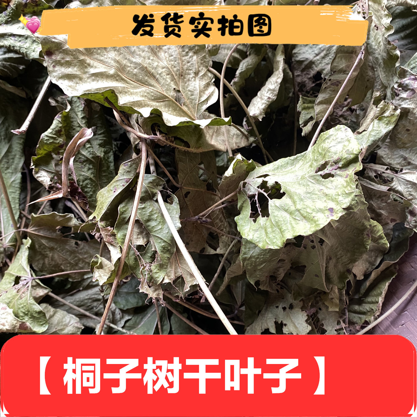 新鲜桐子筒子树叶干桐子油桐树叶桐油树叶桐子叶天然桐树叶农家自