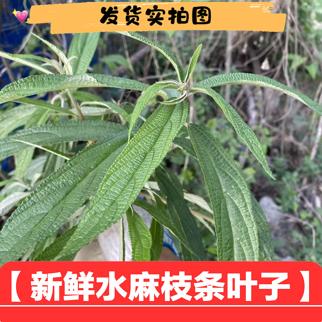四川新鲜水马水麻枝叶熬水泡酒