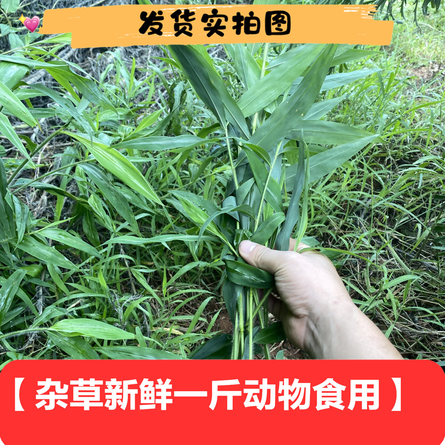 野外新鲜杂草500克包邮