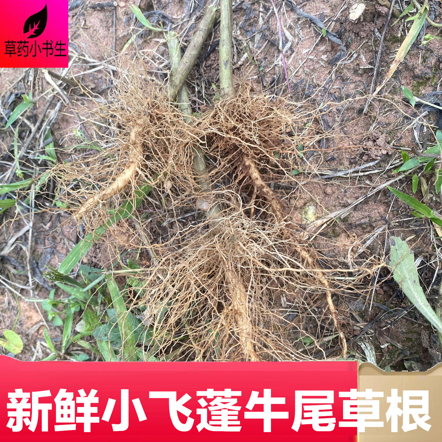 新鲜小飞蓬草根炖汤熬水包邮
