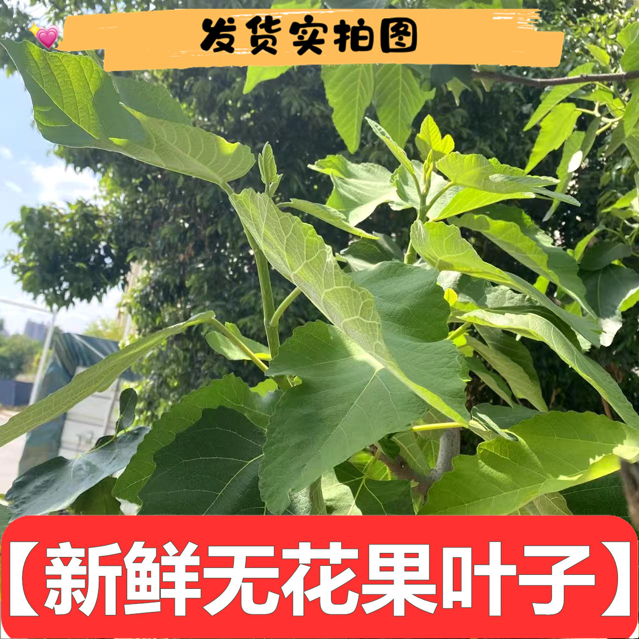 新鲜无花果叶子500g包邮泡茶泡酒