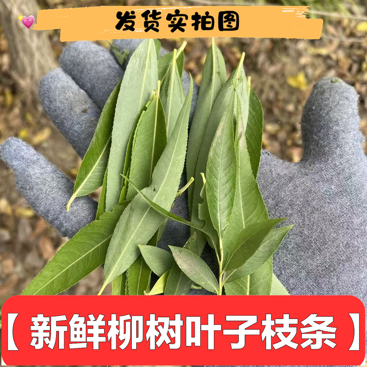 新鲜乡下柳树刘树叶子树根包邮枝条叶树皮包邮500g一斤熬水花材料