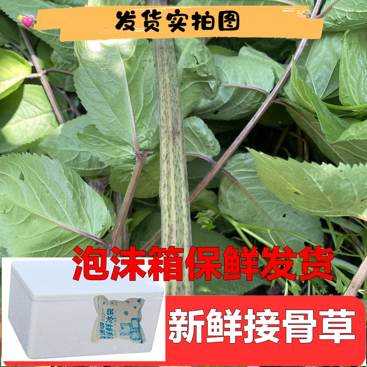 新鲜接骨草八棱麻叶粉500g包邮
