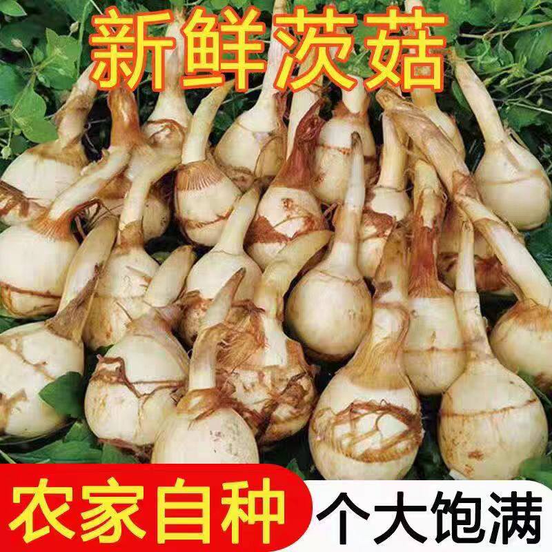 新鲜茨菇云南农家野地慈姑大白茨姑5斤清甜粉糯马蹄应季菜燕尾菇
