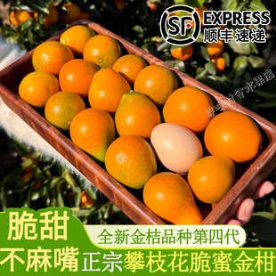 攀枝花脆蜜金柑大果脆甜无籽正宗大金桔顺丰包邮当季直发树上熟