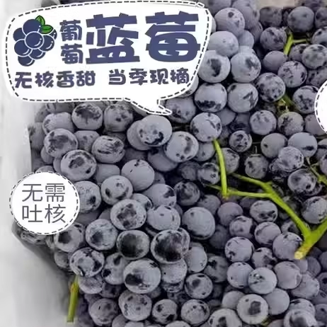 新疆蓝莓葡萄现摘当季新鲜水果酸甜无籽夏黑巨峰顺丰包邮