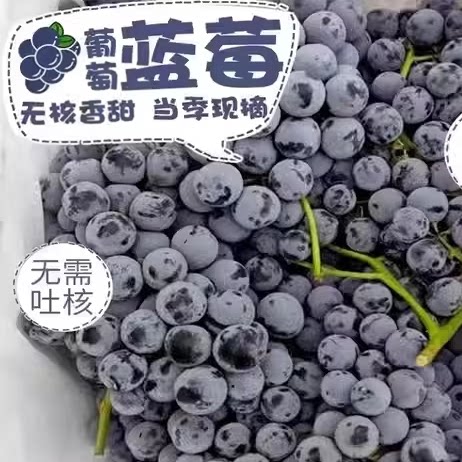 新疆蓝莓葡萄现摘当季新鲜水果酸甜无籽夏黑巨峰顺丰包邮