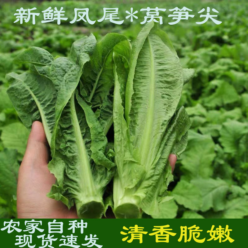 四川特产新鲜莴笋尖凤尾当季新鲜时令特色嫩蔬菜下面条涮火锅