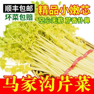 现摘平度正宗马家沟芹菜精品大叶黄芹菜嫩芯生吃产地直销新鲜蔬菜