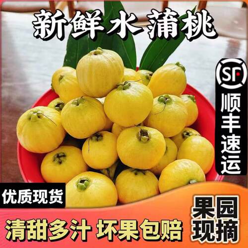 新鲜水蒲桃蒲桃铃铛果叮当果水葡萄菩提风铃果番桃优现摘包邮