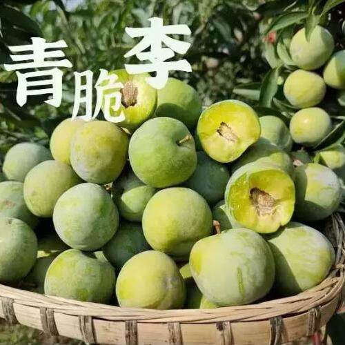 四川眉山青脆李子包邮新鲜现货脆爽精选大果孕妇水果现摘当季