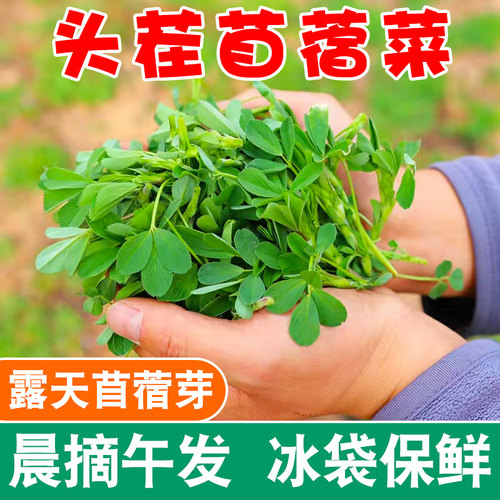 食用苜蓿菜新鲜应当季农家蔬菜现摘现发草头野生头茬嫩芽凉拌整箱