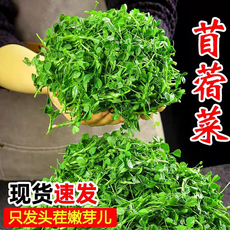 新鲜苜蓿菜头茬现摘蔬菜当季食用山野菜苜蓿芽苜蓿草只发嫩头
