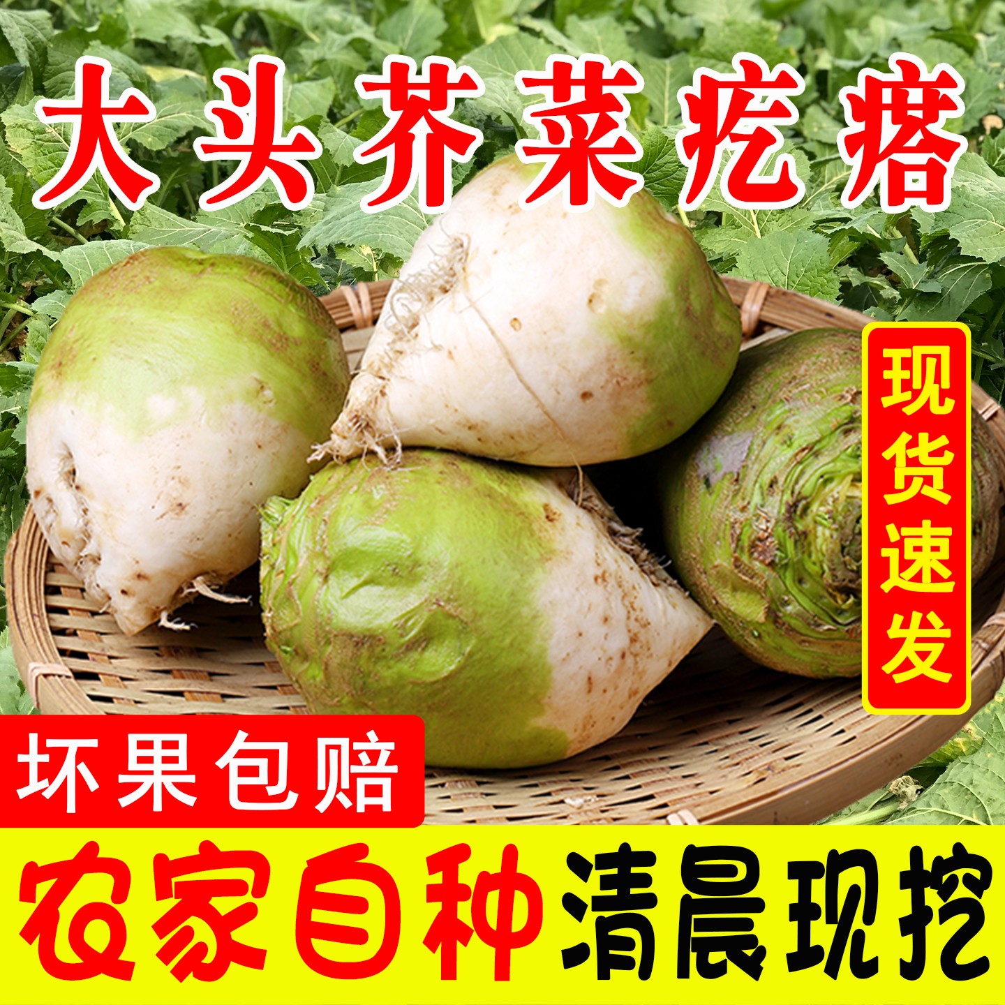 芥菜疙瘩新鲜现挖大头菜农家蔬菜老式生辣芥菜腌咸菜丝酱泡下饭菜