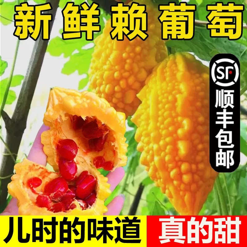 新鲜赖葡萄现摘罕见金铃子金癞瓜红娘刺濑甜心果小苦瓜种子水果