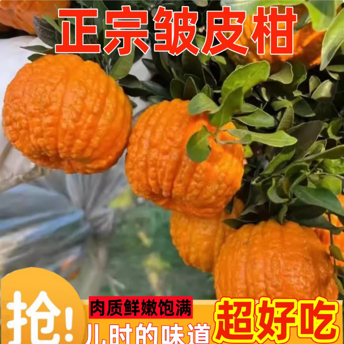 新鲜皱皮柑现摘现发当季孕妇水果狮头柑臭皮柑丑柑下火丑八怪橘子