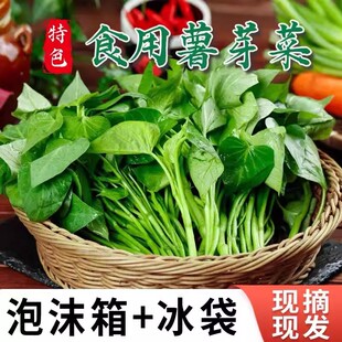 红薯叶专吃叶子苕尖地瓜台湾番薯叶新鲜蔬菜食用芽苗野菜福薯台农