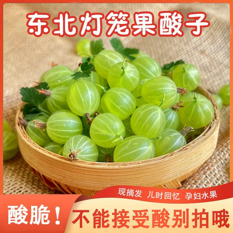 灯笼果酸子鲜果鹅莓刺梨酸掉渣儿酸钉子酸子粒开胃醋栗刺果莓包邮