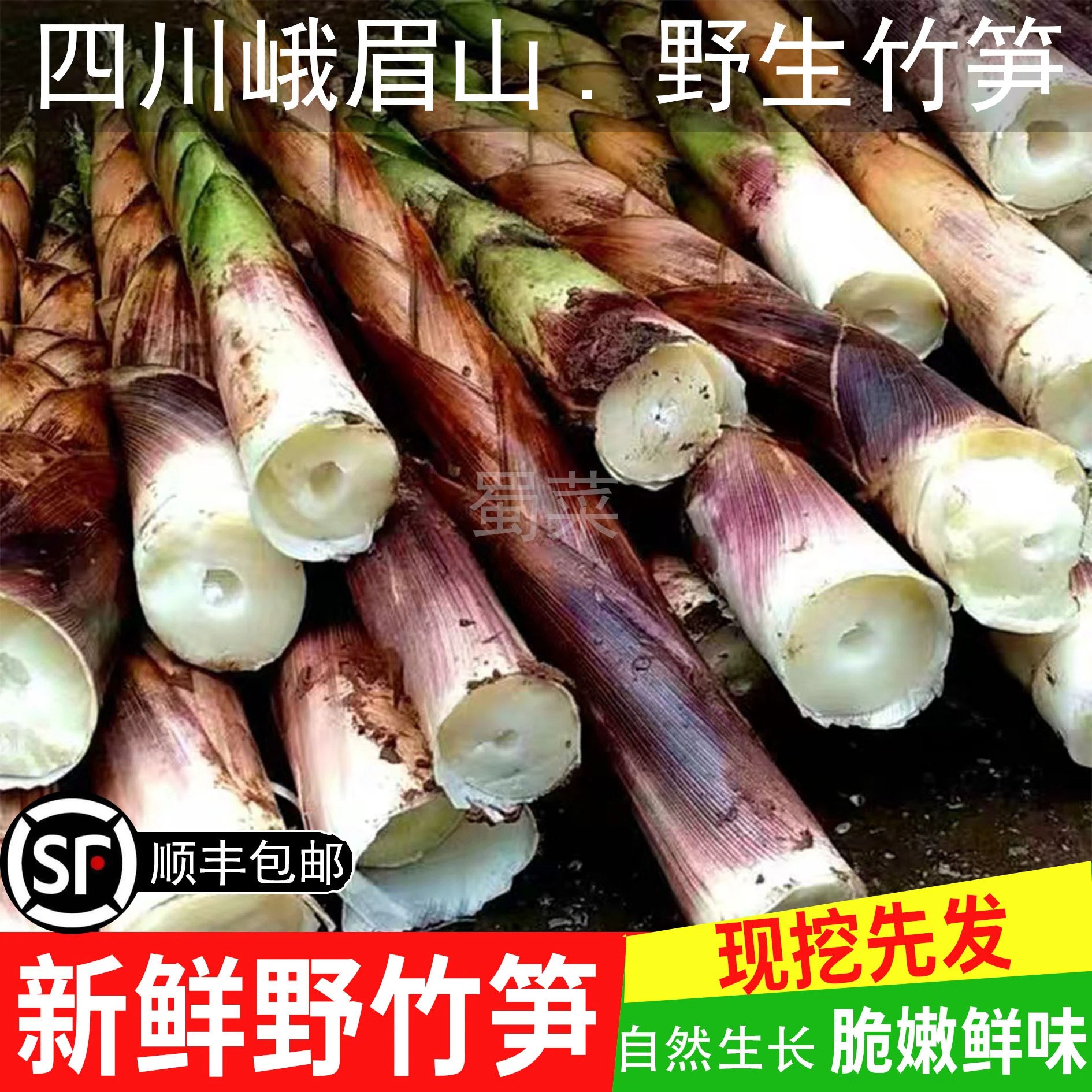 顺丰包邮四川峨眉山鲜竹笋野生竹笋八月笋现挖现发带壳发货l
