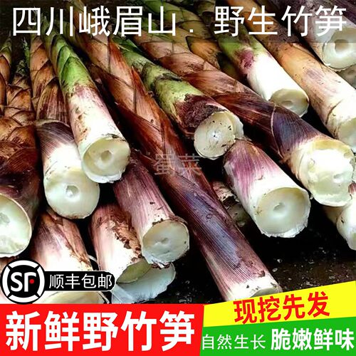 顺丰包邮四川峨眉山鲜竹笋野生竹笋八月笋现挖现发带壳发货l