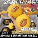 源藏原西藏烟台维纳斯黄金苹果当季 黄苹果孕妇儿童水果10斤礼盒装