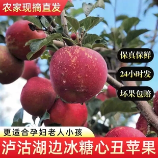 冰糖心红苹果15斤黄草坪康定达杠新鲜时令水果产自四川甘孜州泸定