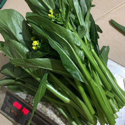 顺丰广州本地菜心新鲜广东柳叶菜心细叶现摘农家露天当季时令蔬菜