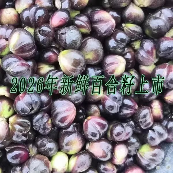 2026新鲜百合籽/宜兴特产 百合子 已经上市1件5斤包邮图片