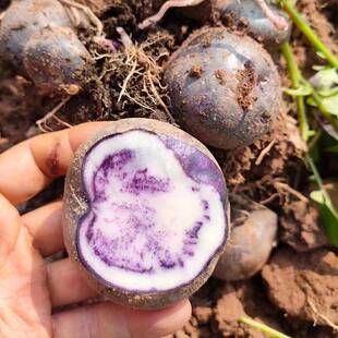彝族七彩乌洋芋会东紫色小土豆新鲜杂粗粮孕妇辅食